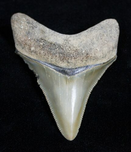 Golden Bone Valley Florida Megalodon Tooth #1672